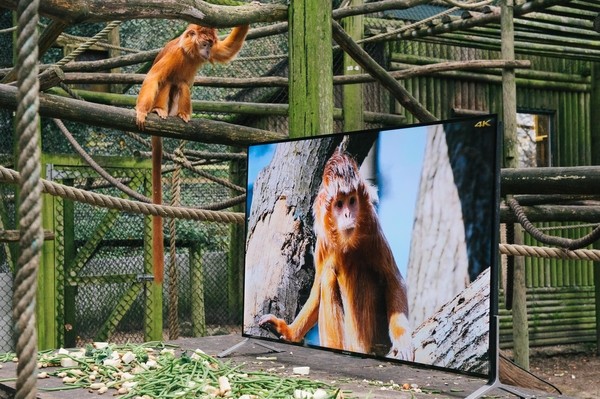 EMBARGOED until 00:01 07/12/15 GMT Conservation charity, The Aspinall Foundation, installed a Sony BRAVIA 4K TV in its langur enclosure at Port Lympne Reserve in Kent, UK, as part of its world famous Back to the Wild project, to give the animals a life-like and detailed look at the areas in the wild that could become their new homes. The charity will trial TV watching on Sonys 4K TVs as part of this programme in a bid to make langurs more familiar with the new environment. This picture: Langurs are shown imagery of their future home in Java on a Sony BRAVIA 4K TV  For more information or a full release please call the Sony press office on 020 7566 9747 or email: Rochelle Collison@hopeandglorypr.com // Phoebe.Mellor@hopeandglorypr.com PR Handout - editorial usage only Copyright: © Mikael Buck / Sony +44 (0) 782 820 1042 http://www.mikaelbuck.com