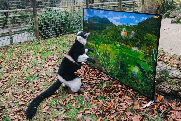 Goggle-eyed Lemurs and Langurs watch life-like 4K TV as part of their reintroduction to the wild