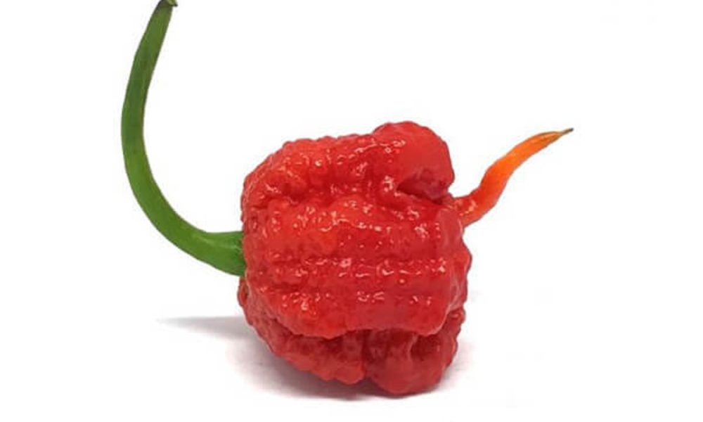 Carolina reaper записи