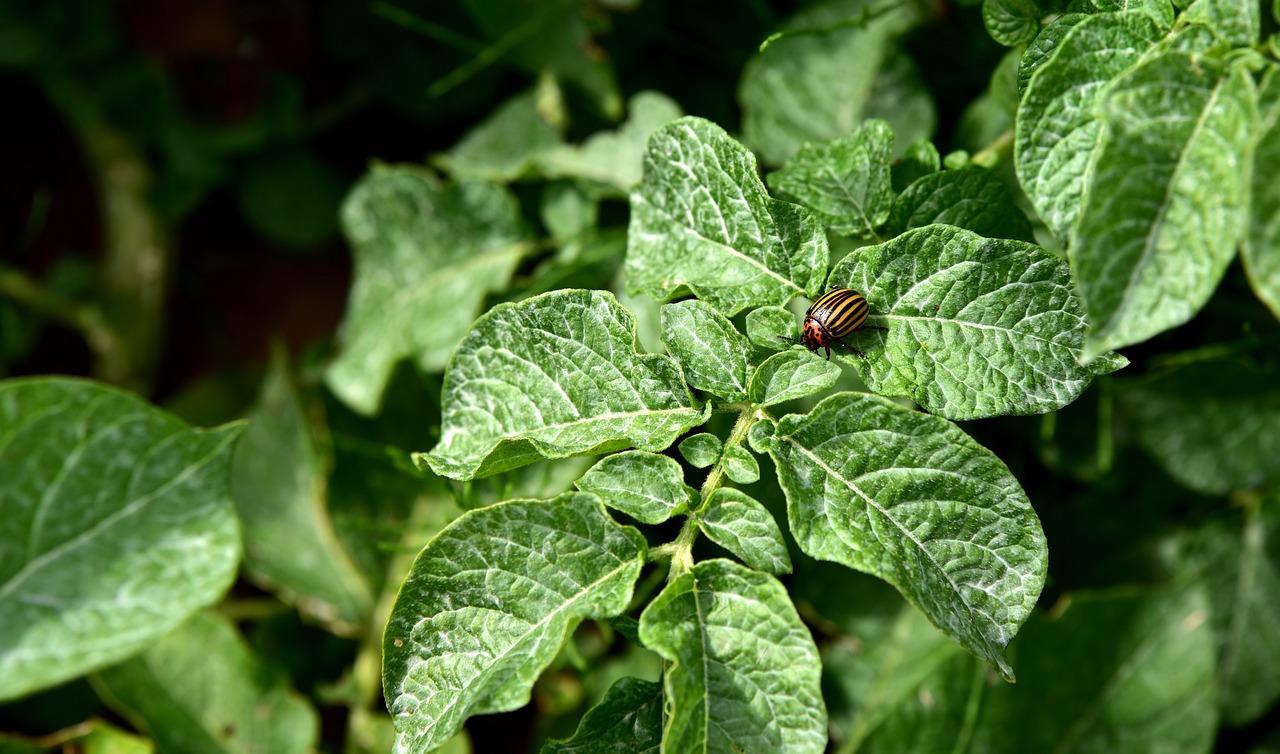 rovarkárosítók biológiai rovarölők kertészet