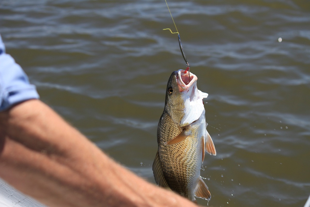feederezés horgászat